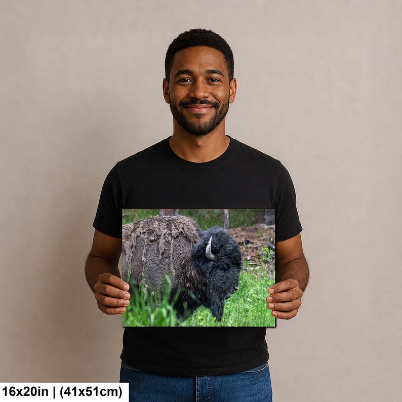 May include: A rectangular print featuring a dark-furred American bison standing in a grassy field. The bison has thick, shaggy fur on its shoulders and a curved horn visible on its head. The print measures 16 inches by 20 inches in total size.