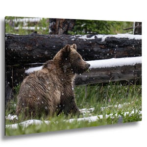 Yellowstone grizzlybjörnsprofil i sommarsnö fotografitryck bild 1