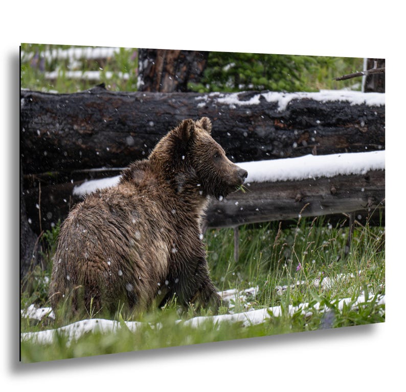 Yellowstone grizzlybjörnsprofil i sommarsnö fotografitryck bild 1