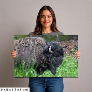 May include: A rectangular wall art print measuring 24 inches by 36 inches, featuring a high-resolution photograph of a dark brown American bison standing in a grassy field with a forest background. The bison has thick, shaggy fur and horns.