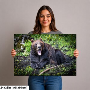 May include: A rectangular wall art print featuring a brown bear resting on dark soil amidst green grass and small yellow flowers. The bear has its mouth open, revealing teeth. The print measures 24 inches by 36 inches as indicated by the text.
