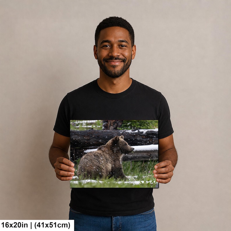 Yellowstone grizzlybjörnsprofil i sommarsnö fotografitryck bild 6