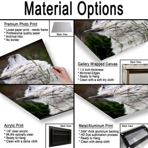 Pu&ograve; includere: Una panoramica dei materiali per una fotografia di un lupo bianco. Le opzioni includono una stampa fotografica premium, una tela da galleria spessa 3,81 cm, una stampa su acrilico e una stampa su metallo alluminio spessa 1,19 mm.