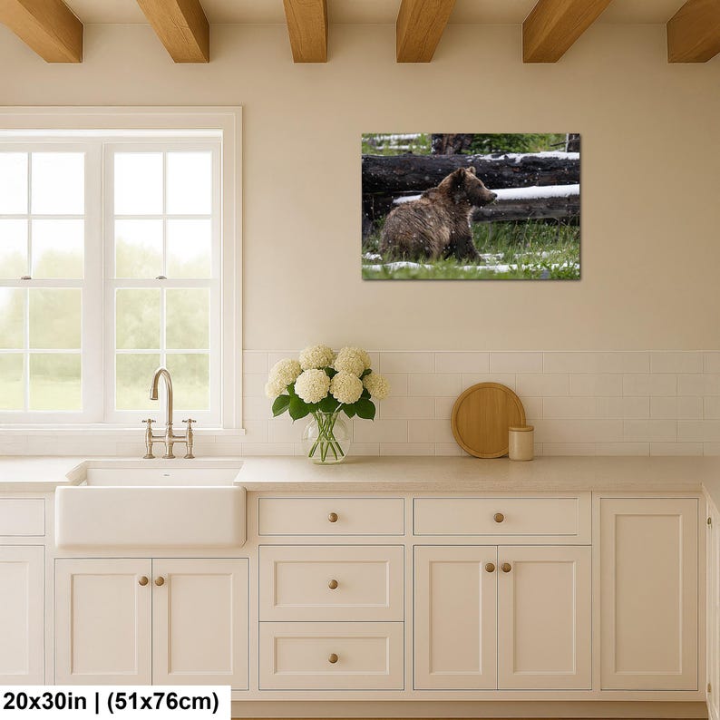 Yellowstone grizzlybjörnsprofil i sommarsnö fotografitryck 20x30 inches