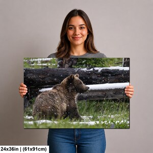 Yellowstone grizzlybjörnsprofil i sommarsnö fotografitryck bild 10