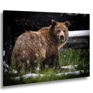 Yellowstone grizzlybjörn i sommarsnö fotografitryck
