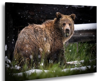 May include: A brown grizzly bear stands in a field of green grass with patches of white snow. The bear has thick, wet fur and is looking toward the camera while holding a small piece of green vegetation in its mouth during a light snowfall.