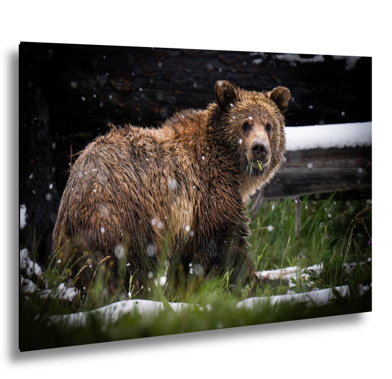 May include: A brown grizzly bear stands in a field of green grass with patches of white snow. The bear has thick, wet fur and is looking towards the camera whilst holding a small piece of green vegetation in its mouth during a light snowfall.