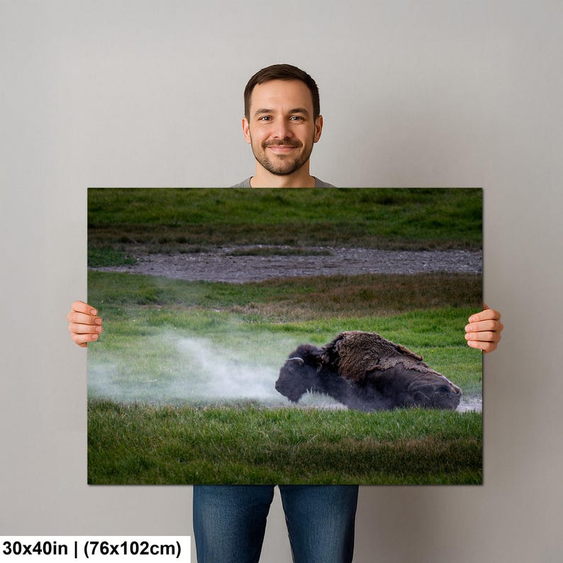 Bison Dust Bath Yellowstone Lamar Valley Fine Art bild 11