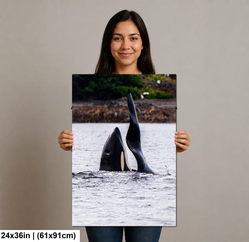 May include: A rectangular wall art print measuring 24 by 36 inches featuring a high-contrast photograph of an orca whale breaching the water surface. The black and white orca is shown with its dorsal fin and part of its back visible above the water.