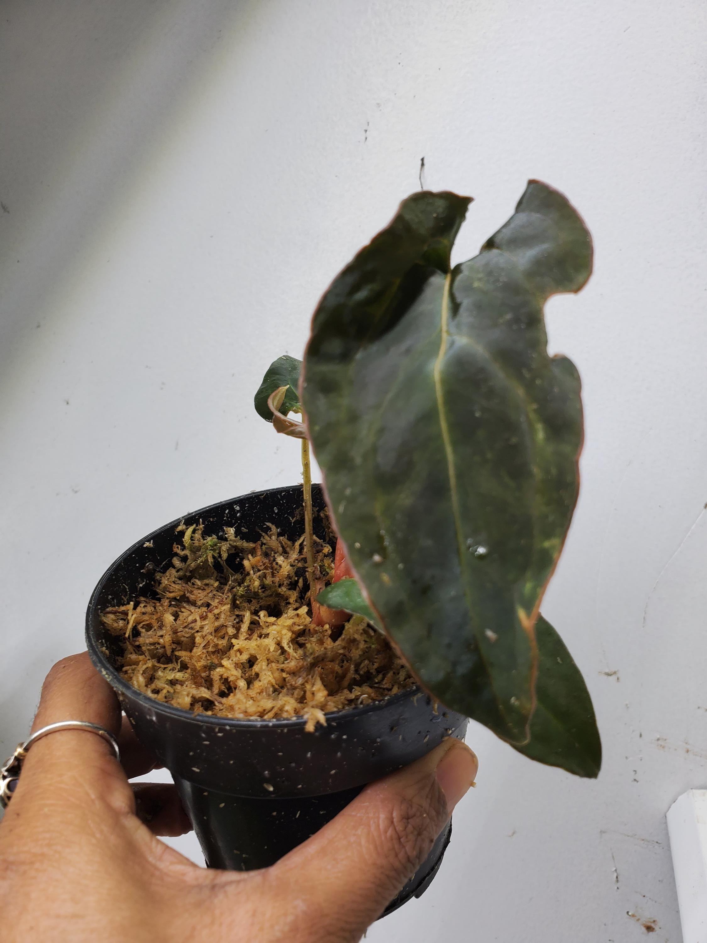 Anthurium forgetii - Etsy 日本 Anthurium forgetii - Etsy 日本