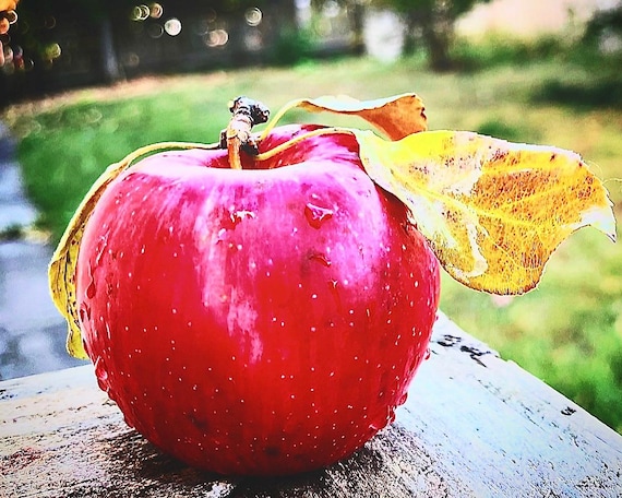 An Apple a Day - 8x10 Photographic Print