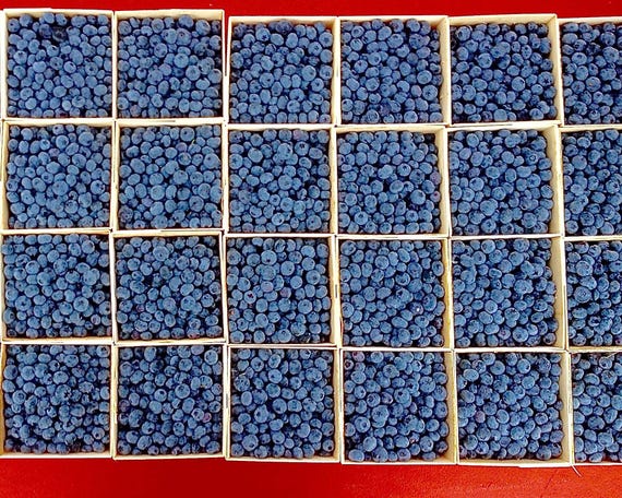 The Blues - 8x10 Photographic Print