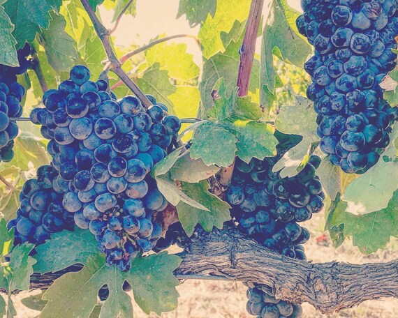 The Grapes of Wealth - 8x10 Photographic Print