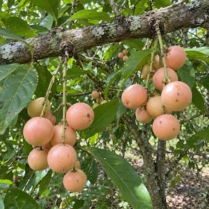 May include: Clusters of round, light pinkish-orange fruits hang from a textured, lichen-covered tree branch. The smooth-skinned fruits are attached by thin green stems, surrounded by broad, dark green leaves in a natural outdoor setting.