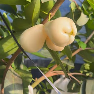 Rare White Wax Apple Tree Grafted Live Plant, Sweet Crisp Java Apple / Wax Jambu Sapling, Patio Tropical Fruit Tree