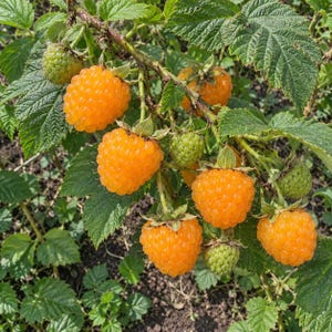 May include: A cluster of golden yellow raspberries growing on a green leafy vine. The image shows several ripe, textured berries alongside smaller, unripe green berries attached to the stems, surrounded by serrated green leaves and dark soil.