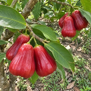 May include: A cluster of bell-shaped wax apples hanging from a tree branch. The fruit has a smooth, glossy, deep red skin and is surrounded by vibrant green, oval-shaped leaves. The stems are light green and connect the fruit to the woody branch.