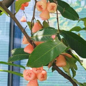 May include: A cluster of bell-shaped rose apples hanging from a tree branch with green leaves. The fruit has a smooth, pale pink to light red skin with a distinct star-shaped indentation at the base. The branches are thin and woody.