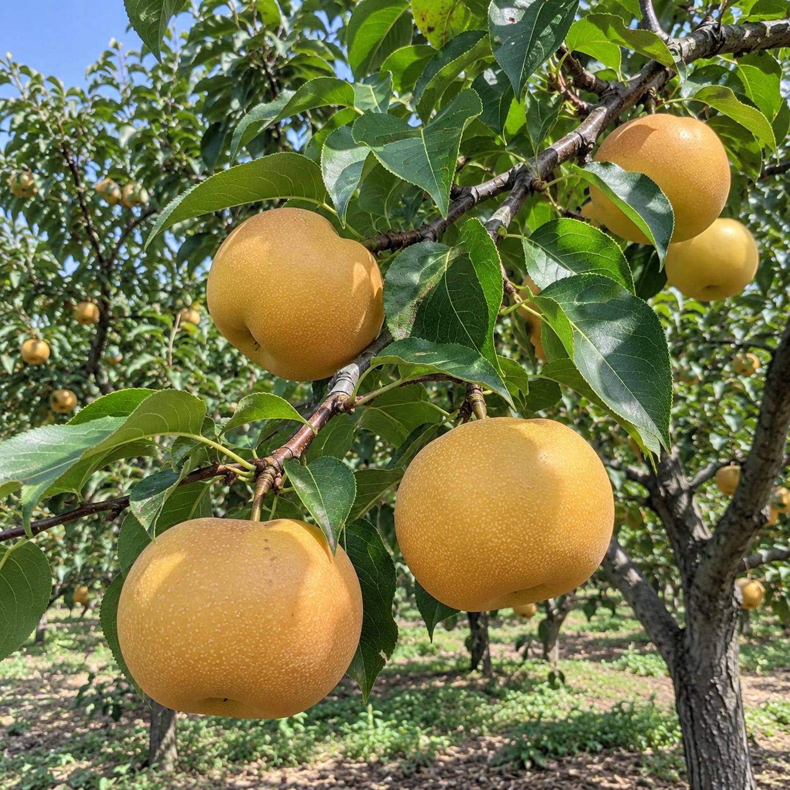 Qiuyue Asian Pear Tree Grafted Live Plant, Rare Autumn Moon Sweet Crisp ...