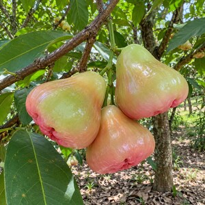 May include: Three bell-shaped wax apples hanging from a tree branch. The fruit features a smooth, waxy skin that transitions from a pale green at the top to a soft pink and reddish hue at the base. Green leaves surround the fruit clusters.