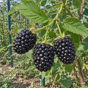 May include: Three ripe, glossy blackberries hang from a green stem with serrated leaves. The berries are composed of numerous small, dark, rounded drupelets clustered together. The plant features thorny stems and vibrant green foliage in a garden.