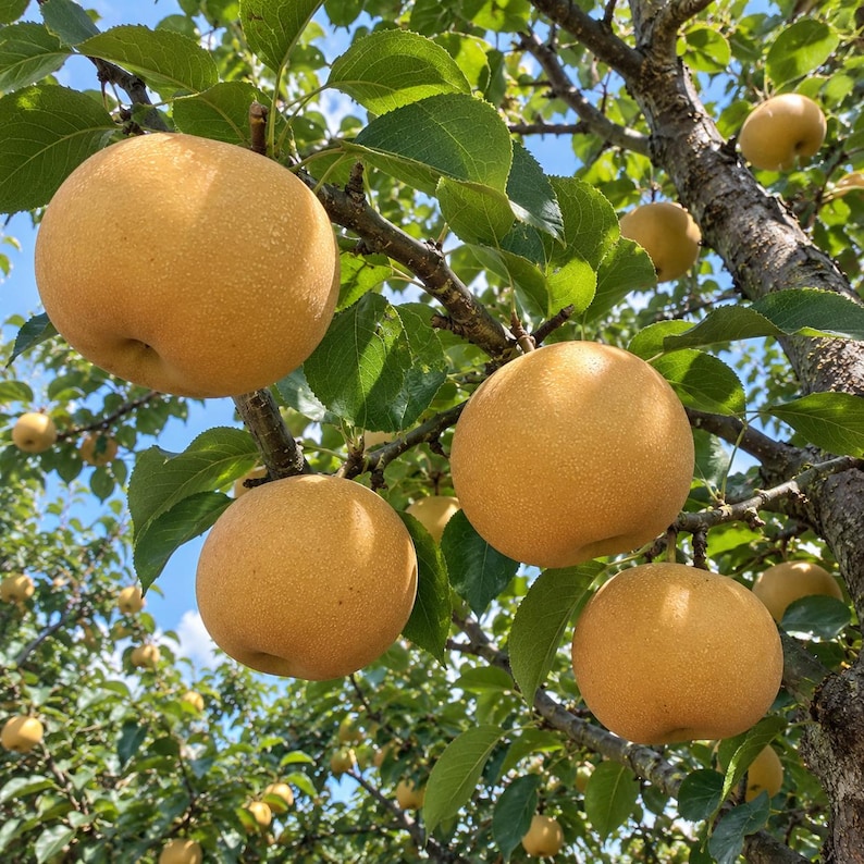Qiuyue Asian Pear Tree Grafted Live Plant, Rare Autumn Moon Sweet Crisp ...