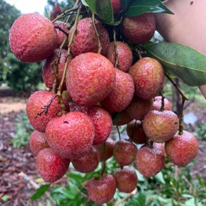 May include: A large cluster of fresh lychee fruits hanging from a branch with green leaves. Each round fruit features a textured, bumpy, reddish-pink skin. The fruits are densely packed together on thin brown stems, showing natural variations in color.