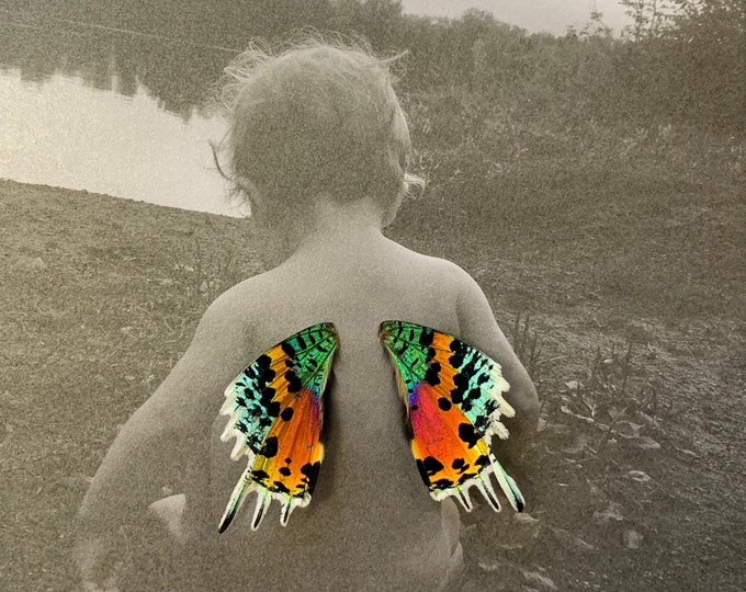 Custom Real Butterfly Wings Art Disabled Veteran Made Frame