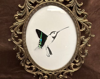 Hummingbird wing as Real Urania lielus Swallowtail Moth Wings vintage bubble glass frame Ink Illustrations by Holly Ulm
