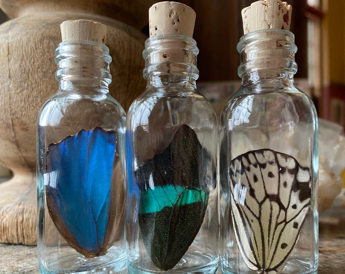Real Butterfly Wing in Bottle Large Specimen Jar ethically sourced Funds Conservation
