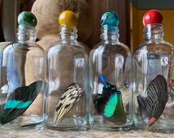 Real Butterfly Wing in Bottle XXLarge Specimen Jar ethically sourced Funds Conservation