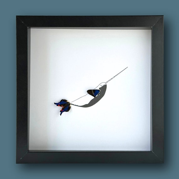 本物の蝶の羽が付いたイッカクの額入りアート - Etsy 日本