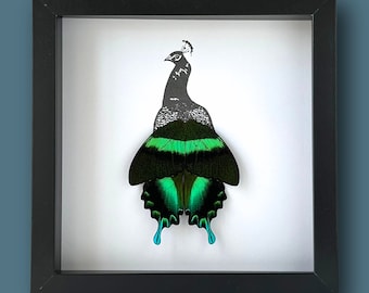 Pode incluir: Uma obra de arte emoldurada apresentando uma borboleta preta e verde com uma silhueta de pavão no fundo.