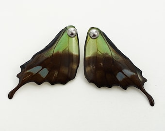 Real Graphium weiskei Hind Wing Earrings With Options