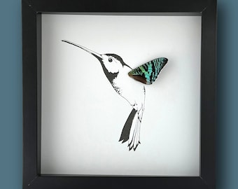 Pode incluir: Uma impressão emoldurada em preto de um beija-flor com uma asa de borboleta verde e azul. O beija-flor é desenhado em tinta preta sobre um fundo branco.