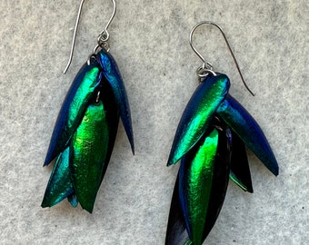 Bundle of Real Wing Earrings made from Elytra Beetles with Surgical Steel