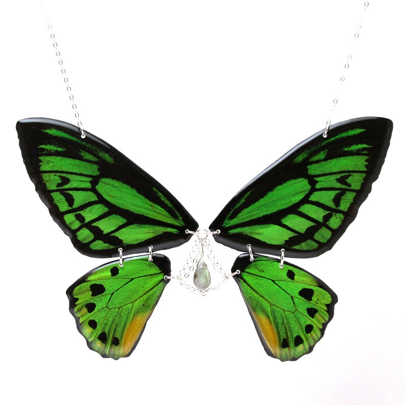 Isms Gift Certificate for Real Butterfly Conservation Art Etsy