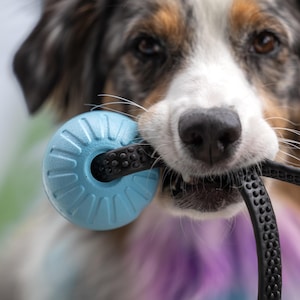 May include: A light blue, circular, ridged dog toy with a black, textured, flexible strap threaded through the center. The toy is held in the mouth of a tricolor Australian Shepherd dog with brown eyes, a white muzzle, and black and tan markings.