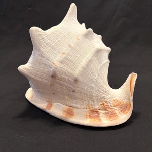 May include: A large, off-white conch shell featuring a textured, ribbed surface with prominent pointed spikes along the upper edge. The base of the shell displays a smooth, curved lip with distinct brown, rectangular-shaped markings along the rim.