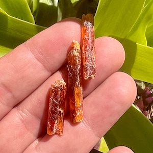 Puede incluir: Tres especímenes de cristales de cianita naranja en bruto, alargados, con una textura fibrosa translúcida y terminaciones irregulares y dentadas. Estas piezas minerales naturales muestran tonos ámbar profundo y naranja quemado con estrías internas.