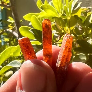 May include: Three elongated, translucent orange crystals with a rough, textured surface. The crystals are held upright, displaying a vibrant, fiery hue that catches the light, revealing internal fractures and a crystalline structure.