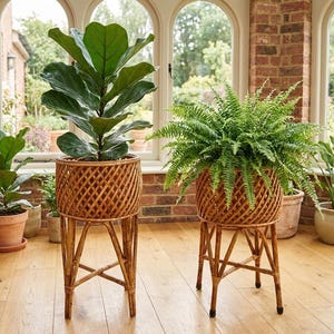 Peut inclure: Deux grands supports pour plantes en rotin tressé brun clair, dotés d'un motif en treillis croisé sur les paniers cylindriques et de quatre pieds robustes reliés par une base en X. Chaque support contient une plante verte, un figuier lyre et une fougère.