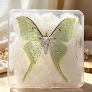 May include: A pale green Luna moth specimen displayed inside a clear square plastic case. The moth is positioned against a soft white cotton-like filler material. The wings feature delicate veining, elongated tails, and small dark eyespots.