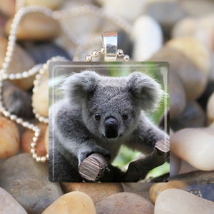 May include: A close-up of a grey koala bear with black eyes and a black nose. The koala is sitting on a branch with its paws outstretched. The koala is looking directly at the camera.