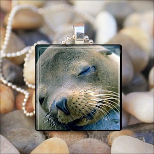 SWEET DREAMS SEAL Cute Sleeping Seal Marine Ocean Animal Glass Tile Pendant Necklace Keyring