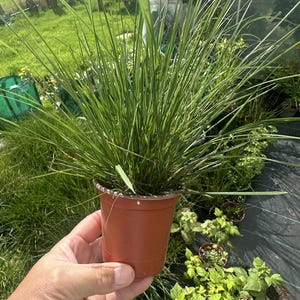 May include: A small, terracotta-coloured plastic pot containing a dense clump of vibrant green ornamental grass with thin, upright, blade-like leaves. The plant is held in a hand, showcasing the slender, pointed foliage and the simple container.