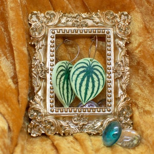 Watermelon Peperomia Leaf earrings - laser cut acrylic - UK seller