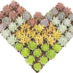 May include: A collection of small potted succulents arranged in the shape of a heart. The plants feature a variety of colours including shades of pink, purple, light green, and yellow, with each individual succulent housed in a small brown plastic pot.