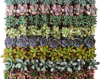 40 Live Mini Succulents, Assorted Colors, Textures, Low Maintenance Plants (Wedding Favors)